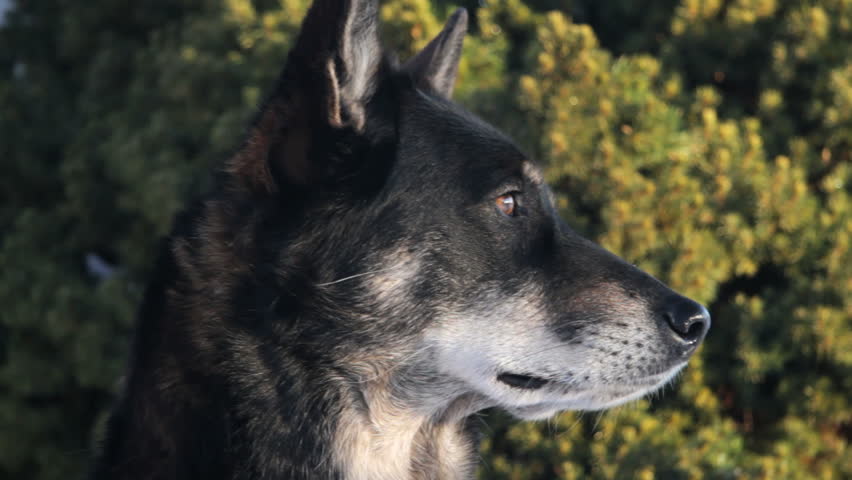 Dog Lapponian Herder, used by the Scandinavian sami people for herding and quarding reindeer