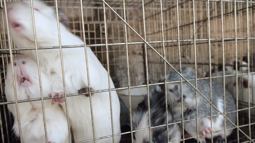 Guinea Pigs Caged White and Grey Specimens.