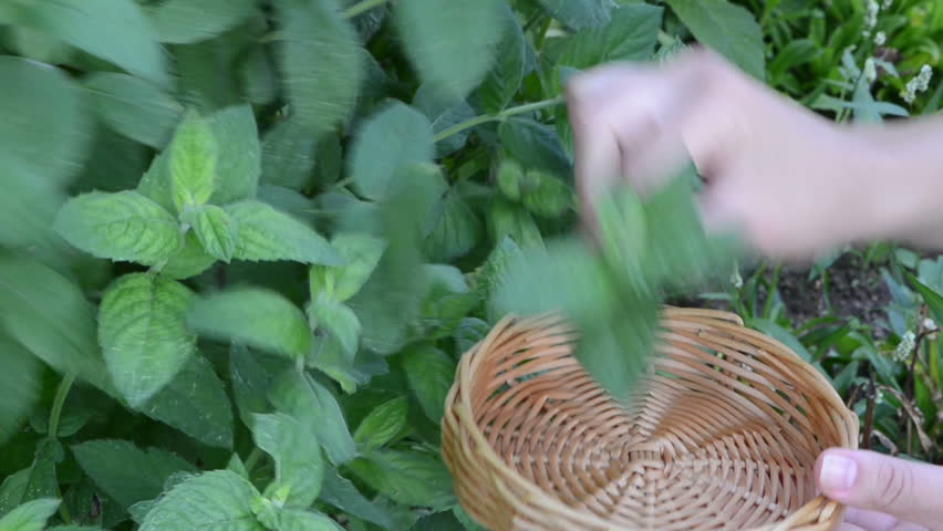 woman hands gather pick mint leaves into wicker wooden dish. alternative medicine herbs.