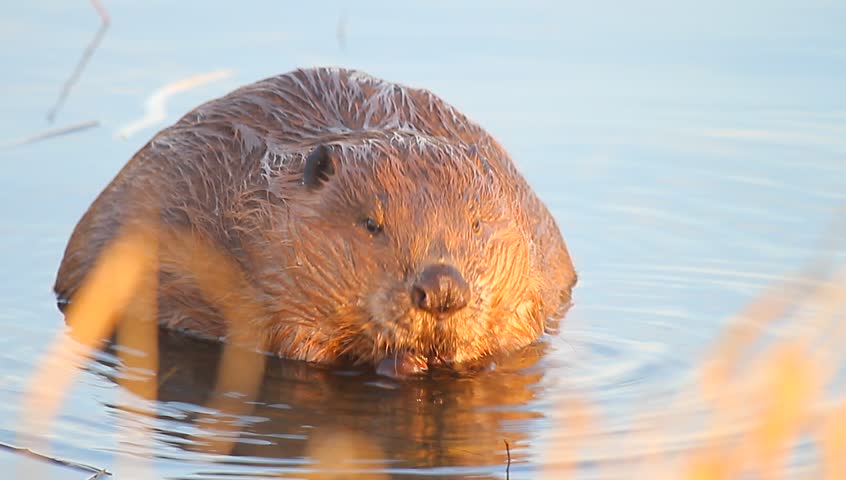 wild beaver near lake, nature series