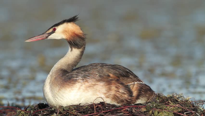 Great crested grebe