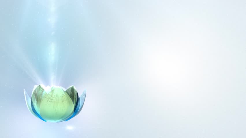 Beautiful Lotus Blossom