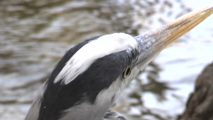 Extreme close up, Blue heron crest, eyes, beak. 1080p