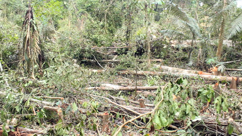 Tropical rainforest felled for slash and burn agriculture in the Ecuadorian Amazon