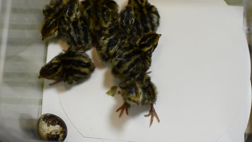 Just hatched quail chicks