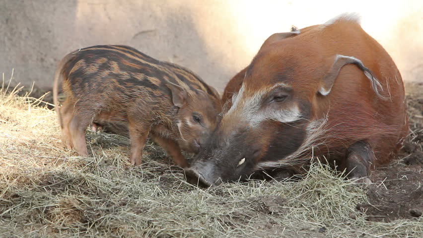 A red river hog sow tends her piglets in a zoo.