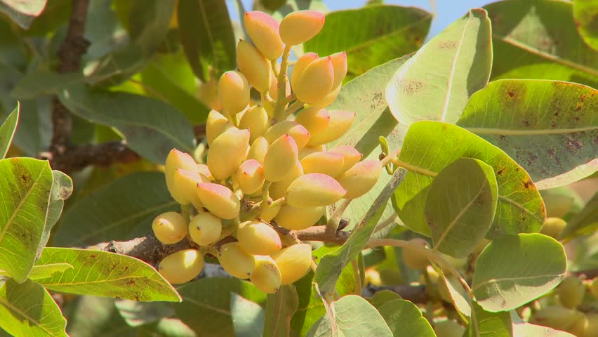 CENTRAL TURKEY, 2012 Pistachios grown in an orchard.