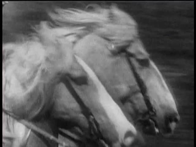 Close-up of two horses running neck and neck in race