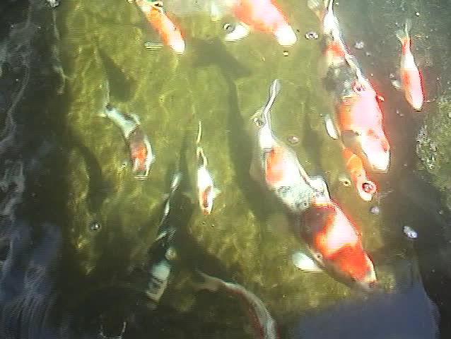 Beautiful KOI fish swim in Koi Ponds