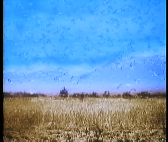 Flock of seagulls eating locusts in corn field