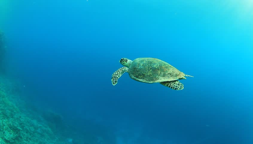 Hawksbill Sea Turtle swimming in blue water
