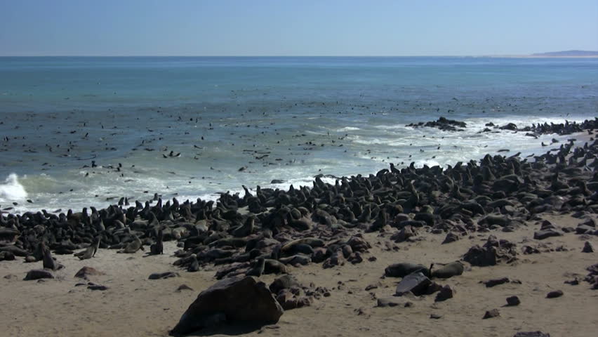 colony of grey seals
Crosskap ( Namibia , Africa ) May 2012
