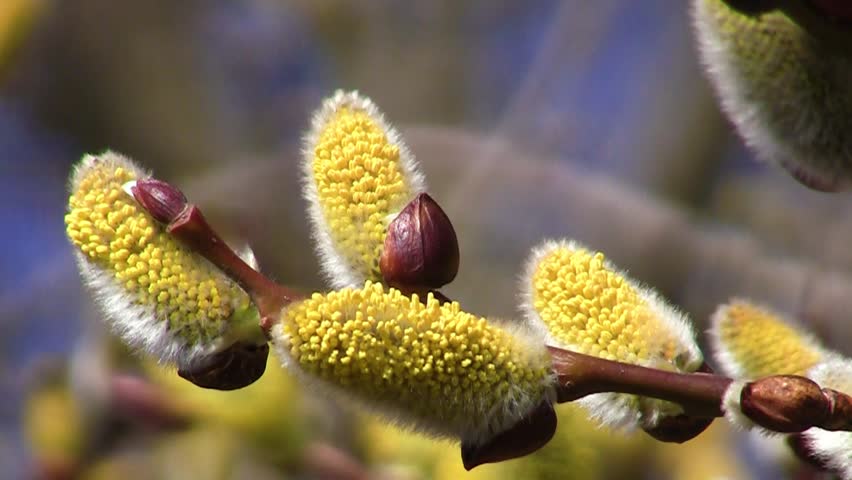 Pussy willow branches in spring nature