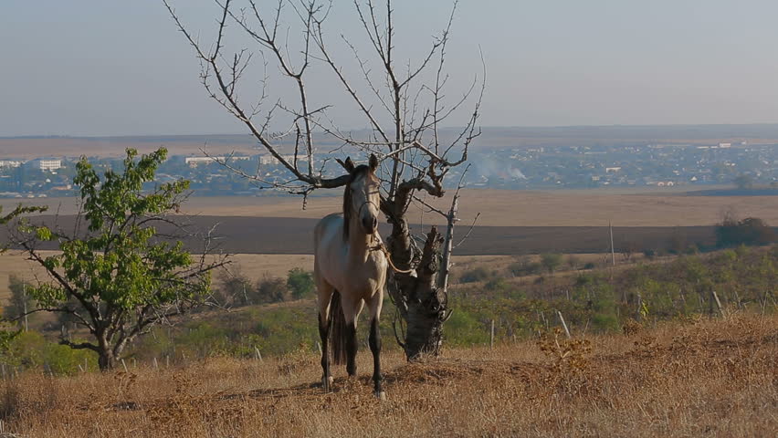 Gray stallion tied to a tree in a field.