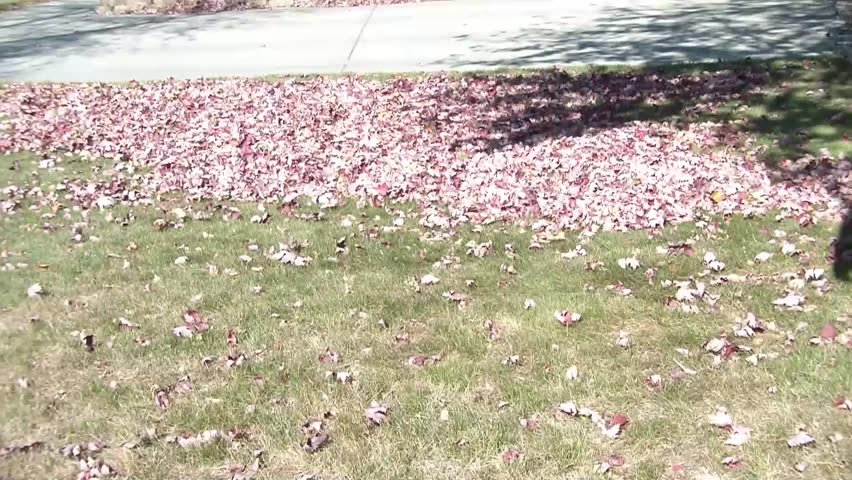Man blows red leaves in the sunlight with electric blower machine, and begins to assemble them into uniform pile for removal.