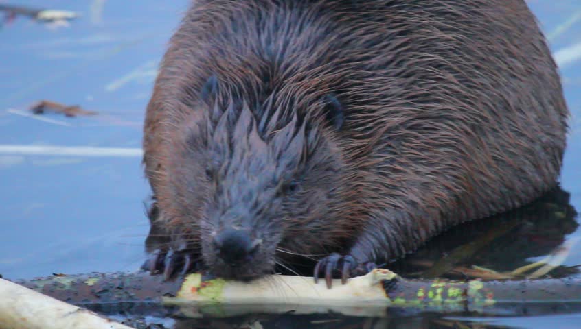 shot of a wild beaver near lake, nature series 