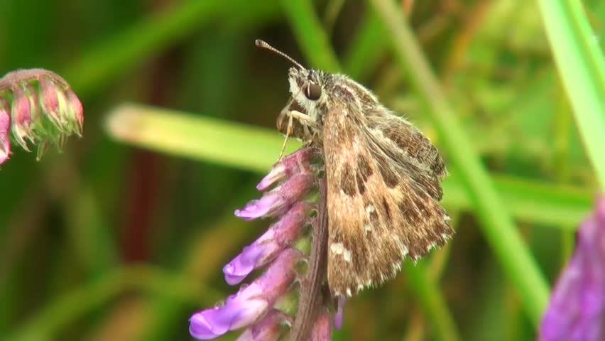 bright background butterfly sitting on a flower