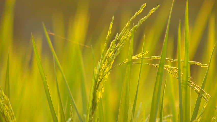 Cornfield of thailand