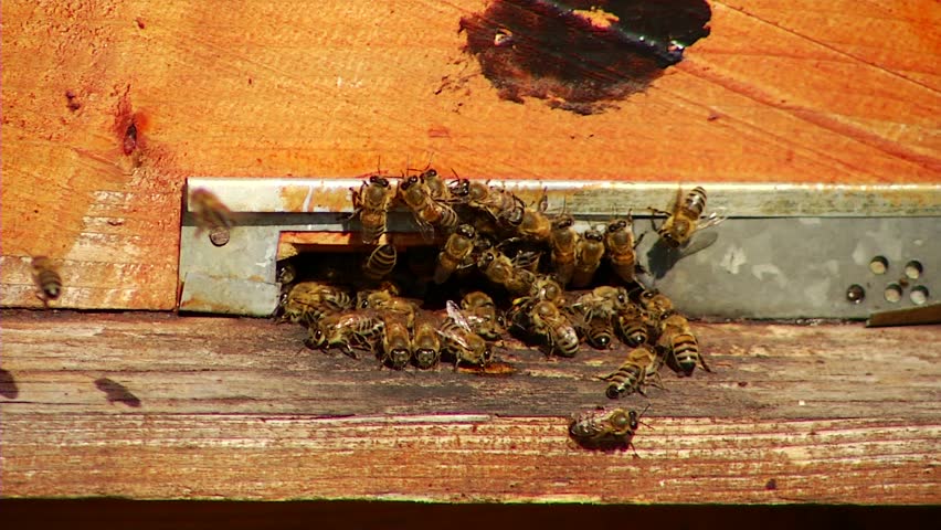 Nature Apiary.Bee-garden.
