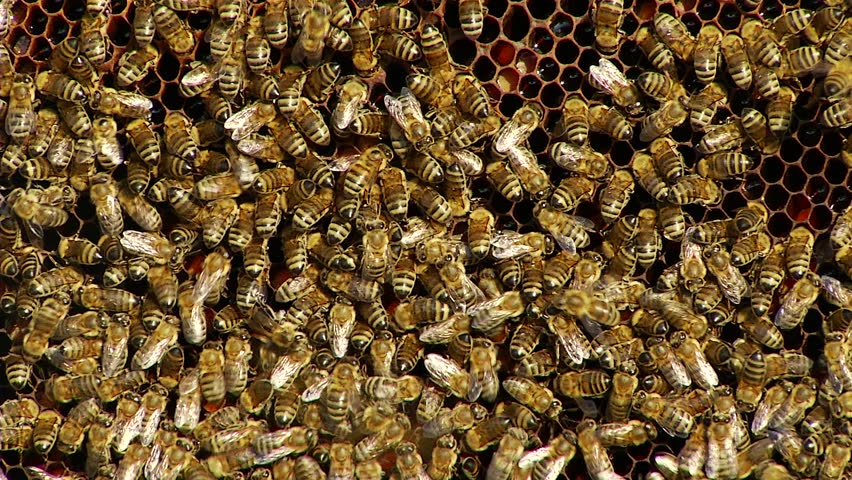 Nature Apiary. Bee-garden.
