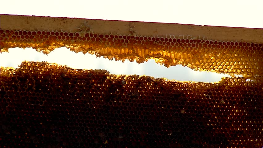 Nature Apiary. Bee-garden.
