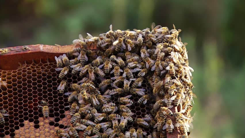 Nature Apiary. Bee-garden.
