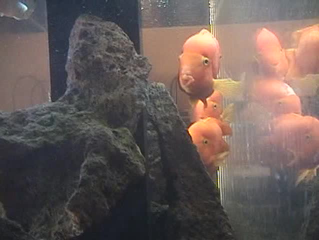 Video Fish Tank, orange fish are curious about the video camera