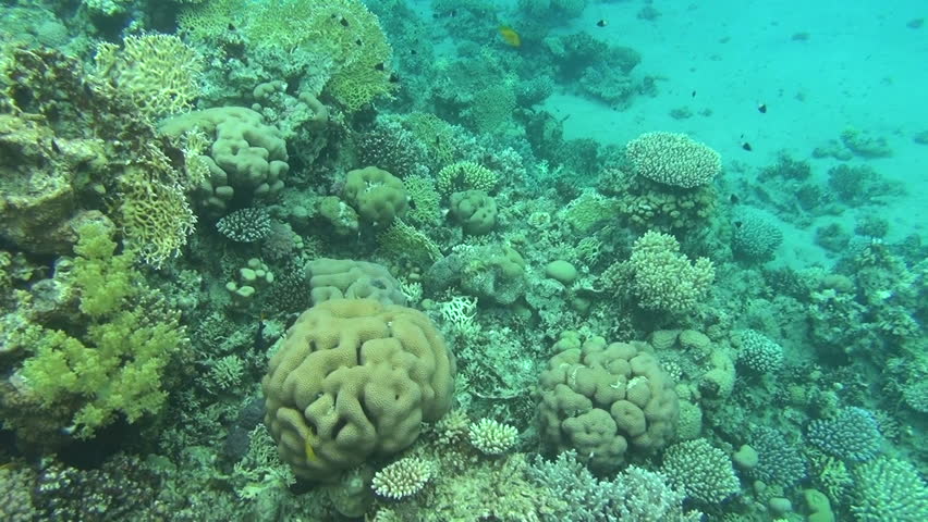 colorful fishes on reef 45