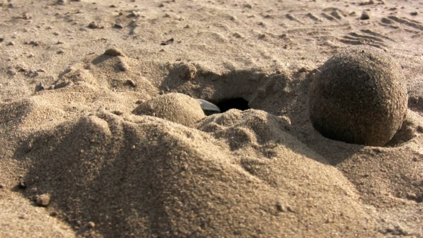 indian dung beetle
dung beetle at the dessert near new delhi ( Rajasthan , India )