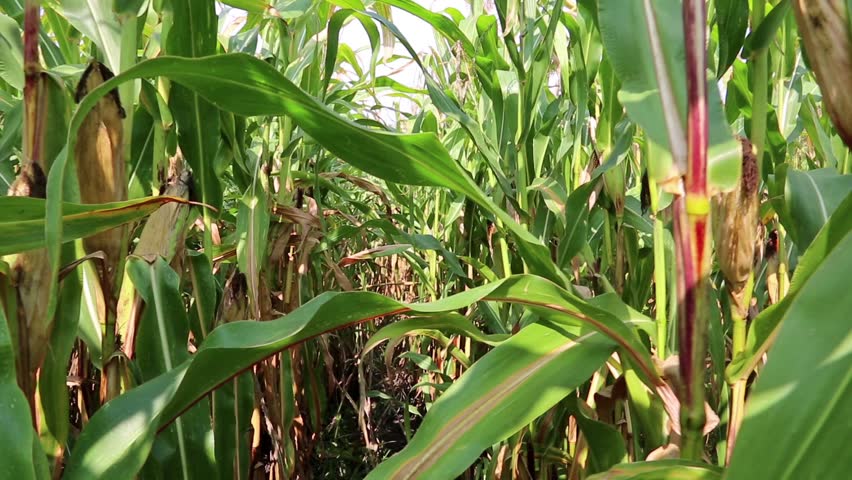 Walking through a cornfield