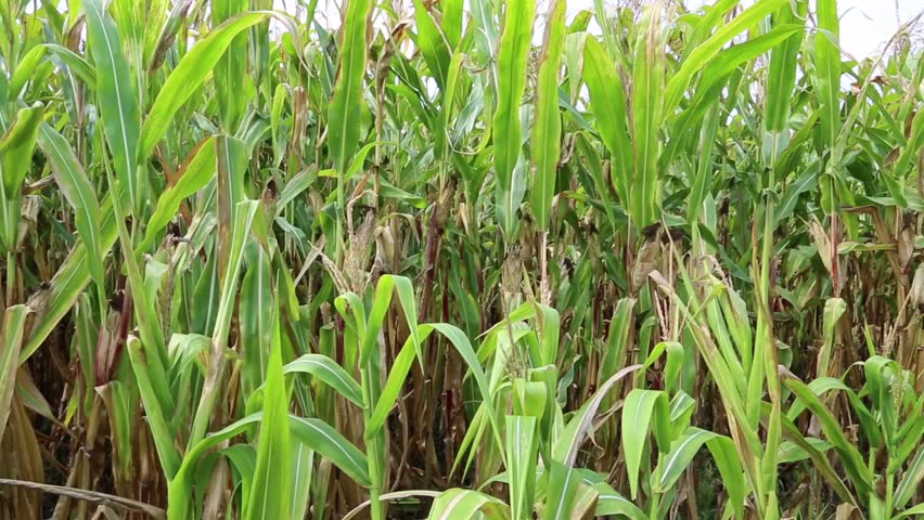 Cornfield
