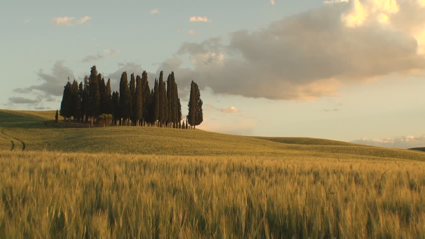 Pan of a group of cypresses as the sun starts to set in the Tuscan Val d'Orcia in the province of Siena, Italy