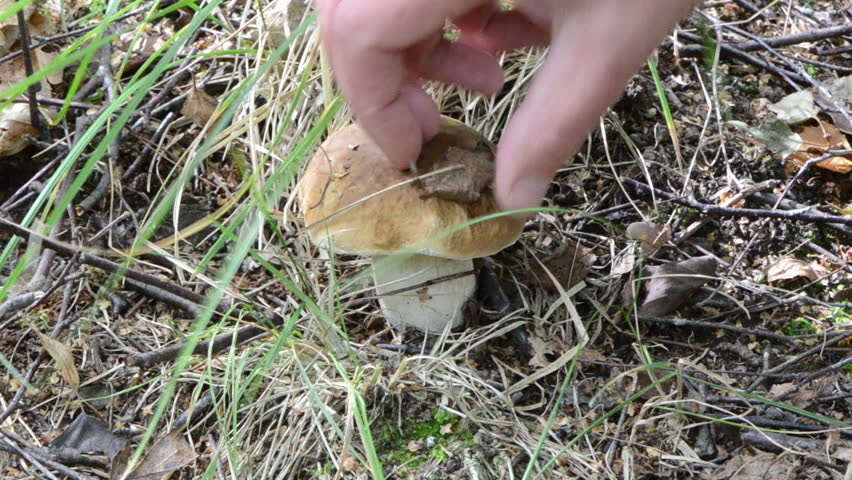 hand clean branches and leaves and pick up porcino penny bun boletus edulis cep mushroom in forest.