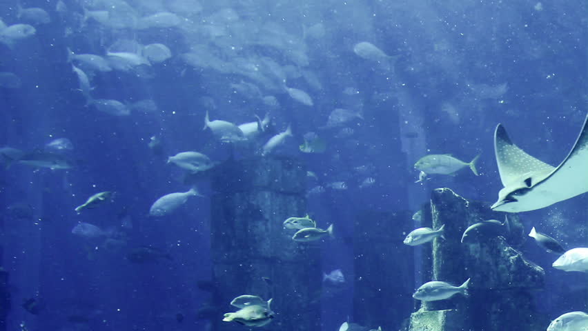 Manta ray floating underwater among other fish