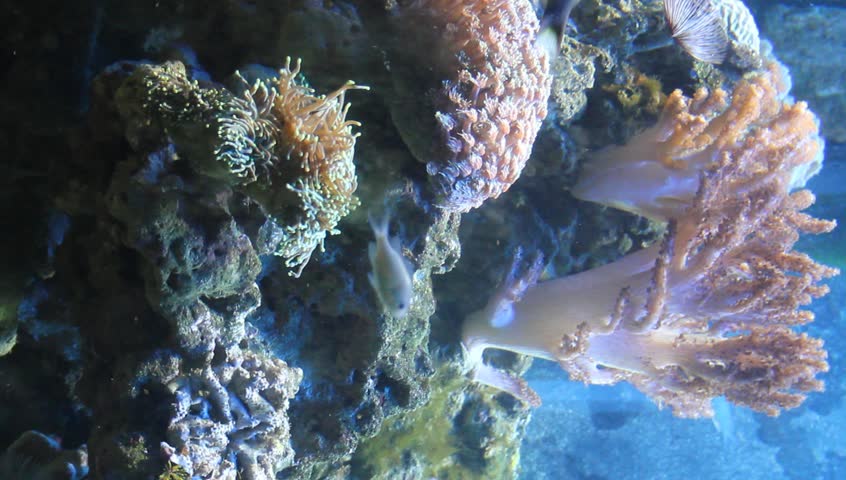 Corals. underwater world. video