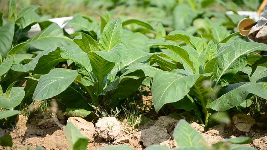 tobacco farm and farmer take apply fertilizer for plants