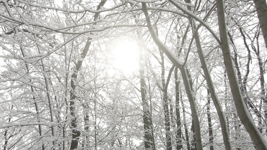 Tilt shot of a snowfall in the forest revealing a frozen pond.  