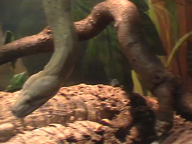 Snake