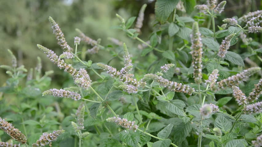 blossoming mint (Mentha) herbs and summer wind