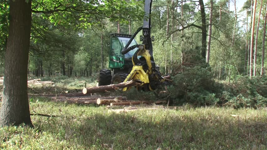 harvester in forestry saws a pine tree scrapes bark