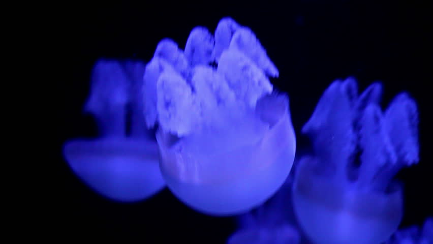jellyfish medusa in a black void, natural background