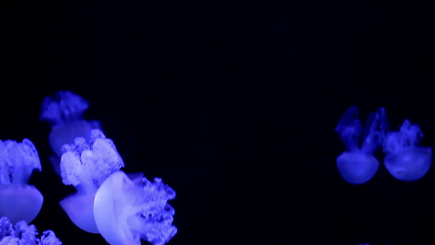 jellyfish medusa in a black void, natural background