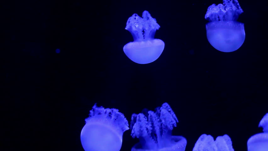 jellyfish medusa in a black void, natural background