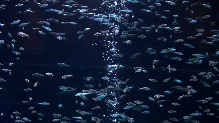 tropical fish underwater