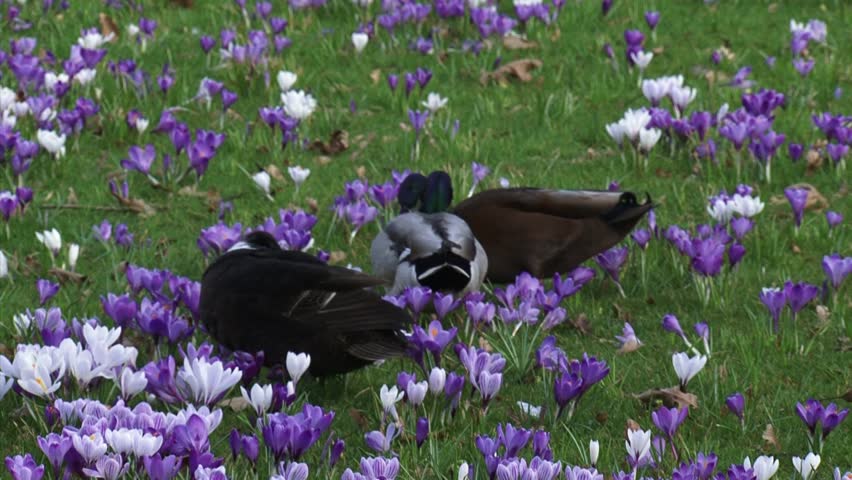 Mallards (anas platyrhynchos) compete for the attention of a female