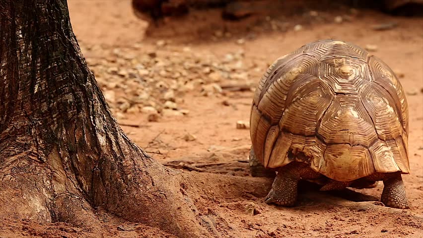 Angonoka or Ploughshare tortoise in Madagascar. This is the most critically endangered tortoise in the world (~500 left in the wild). Extinction predicted in 10 years. Zoology, Biology, Herpetology.