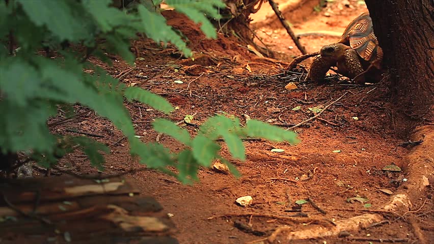 Angonoka or Ploughshare tortoise in Madagascar. This is the most critically endangered tortoise in the world (~500 left in the wild). Extinction predicted in 10 years. Zoology, Biology, Herpetology.