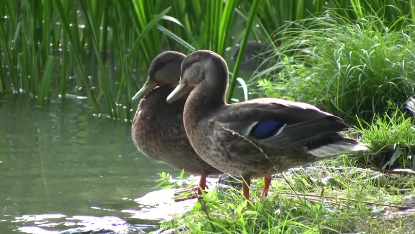 Mallards (Anas platyrhynchos)