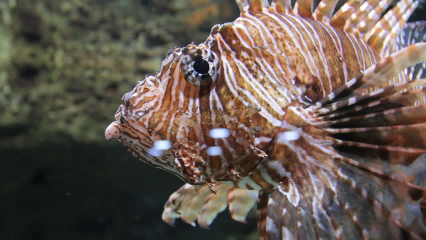 Lion fish