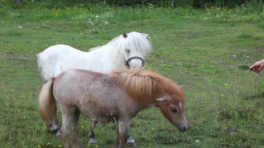 Two Ponies grazing - Nanos mountain, Slovenia